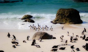 Boulders Beach, Cape Town, South Africa